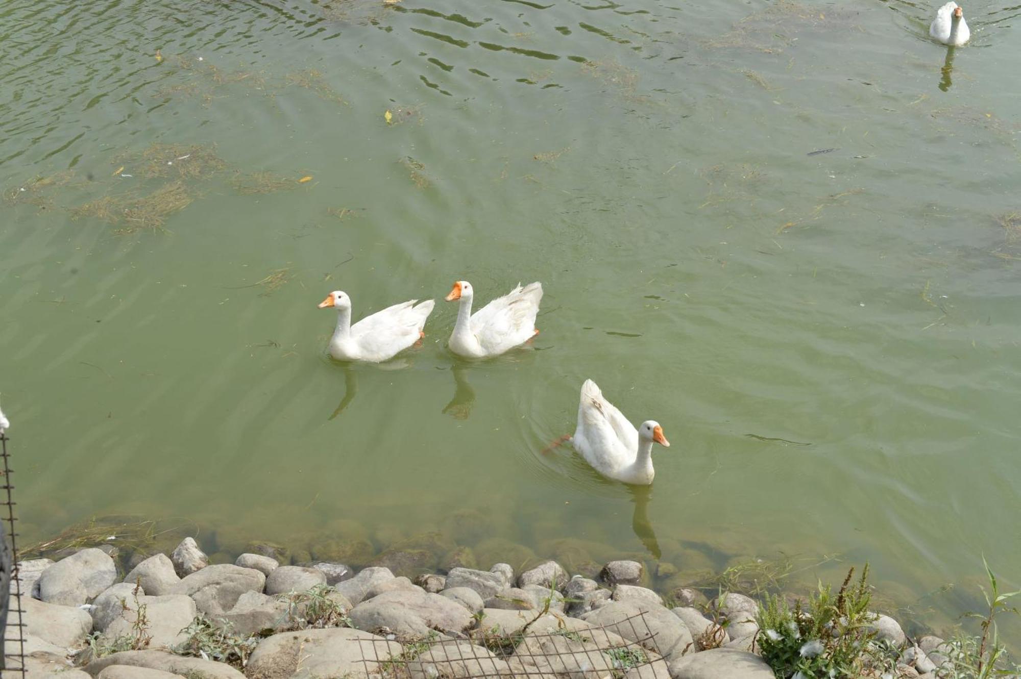 Karna Lake Tourist Resort Karnāl Dış mekan fotoğraf